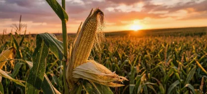 Jaka kukurydza na popcorn? Wybieramy ziarno, które zarabia!